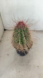 CACTOS Nº 86 – vaso 15 - Imagem 5