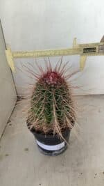 CACTOS Nº 86 – vaso 15