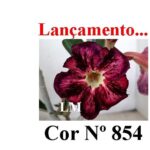 ENXERTO 12125  – 25cm (cor LM 854) - Imagem 8