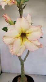 Planta Dobrada 3441 – 35cm – 03 anos - Imagem 3