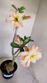 Planta Dobrada 3441 – 35cm – 03 anos - Imagem 7