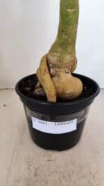 Planta Dobrada 3441 – 35cm – 03 anos - Imagem 5