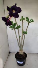 Planta Dobrada 3442 – 35cm – 03 anos - Imagem 2