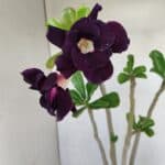 Planta Dobrada 3442 – 35cm – 03 anos