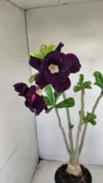 Planta Dobrada 3442 – 35cm – 03 anos