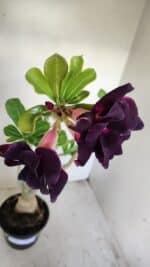 Planta Dobrada 3442 – 35cm – 03 anos - Imagem 4