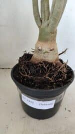 Planta Dobrada 3442 – 35cm – 03 anos - Imagem 5