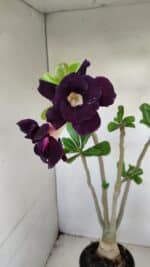 Planta Dobrada 3442 – 35cm – 03 anos - Imagem 3