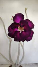 Planta Dobrada 3443 – 35cm – 03 anos