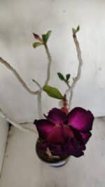 Planta Dobrada 3443 – 35cm – 03 anos - Imagem 4