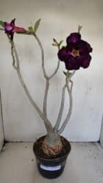 Planta Dobrada 3443 – 35cm – 03 anos - Imagem 8