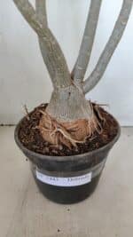 Planta Dobrada 3443 – 35cm – 03 anos - Imagem 7