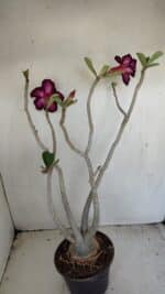 Planta Dobrada 3443 – 35cm – 03 anos - Imagem 6