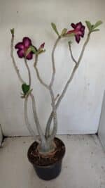 Planta Dobrada 3443 – 35cm – 03 anos - Imagem 5