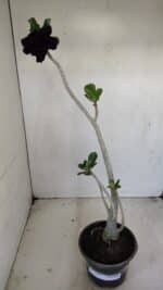 Planta Dobrada 3444 – 35cm – 03 anos - Imagem 2