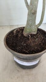 Planta Dobrada 3444 – 35cm – 03 anos - Imagem 6