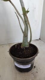 Planta Dobrada 3444 – 35cm – 03 anos - Imagem 4