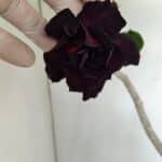 Planta Dobrada 3444 – 35cm – 03 anos