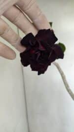 Planta Dobrada 3444 – 35cm – 03 anos