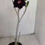 Planta Dobrada 3445 – 35cm – 03 anos