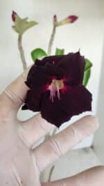 Planta Dobrada 3445 – 35cm – 03 anos - Imagem 3