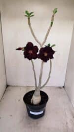 Planta Dobrada 3446 – 35cm – 03 anos - Imagem 2