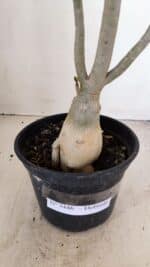 Planta Dobrada 3446 – 35cm – 03 anos - Imagem 6