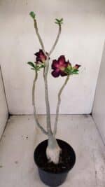 Planta Dobrada 3446 – 35cm – 03 anos - Imagem 5