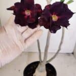 Planta Dobrada 3446 – 35cm – 03 anos