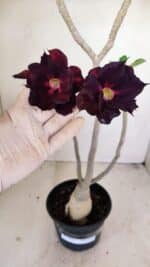 Planta Dobrada 3446 – 35cm – 03 anos