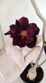 Planta Dobrada 3446 – 35cm – 03 anos - Imagem 4