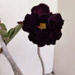 Planta Dobrada 3447 – 30cm – 03 anos