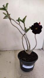 Planta Dobrada 3447 – 30cm – 03 anos - Imagem 8