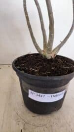 Planta Dobrada 3447 – 30cm – 03 anos - Imagem 7