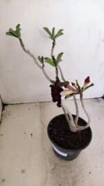 Planta Dobrada 3447 – 30cm – 03 anos - Imagem 5