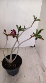 Planta Dobrada 3447 – 30cm – 03 anos - Imagem 4