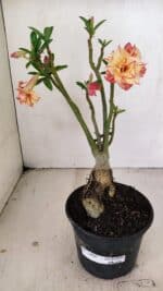 Planta Dobrada 3406 – 35cm – 03 anos - Imagem 2