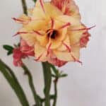 Planta Dobrada 3406 – 35cm – 03 anos