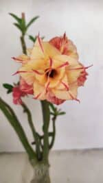 Planta Dobrada 3406 – 35cm – 03 anos