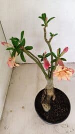 Planta Dobrada 3406 – 35cm – 03 anos - Imagem 7