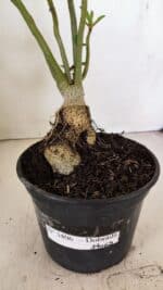 Planta Dobrada 3406 – 35cm – 03 anos - Imagem 6