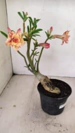 Planta Dobrada 3406 – 35cm – 03 anos - Imagem 5