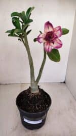 Planta Dobrada 3407 – 35cm – 03 anos - Imagem 2