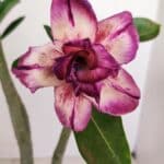 Planta Dobrada 3407 – 35cm – 03 anos