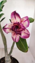 Planta Dobrada 3407 – 35cm – 03 anos