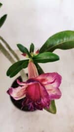 Planta Dobrada 3407 – 35cm – 03 anos - Imagem 4