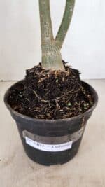 Planta Dobrada 3407 – 35cm – 03 anos - Imagem 6