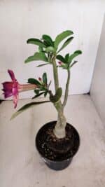 Planta Dobrada 3407 – 35cm – 03 anos - Imagem 5