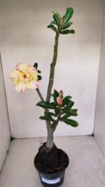 Planta Dobrada 3408 – 35cm – 03 anos - Imagem 2