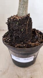 Planta Dobrada 3408 – 35cm – 03 anos - Imagem 7